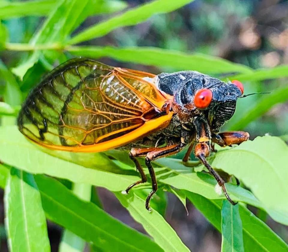 Tina Finders took this cicada photo while fishing in Leesville on April 27, 2024.
