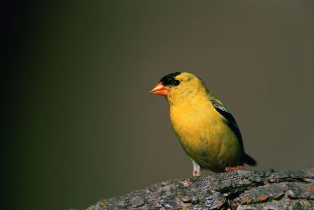 American goldfinch