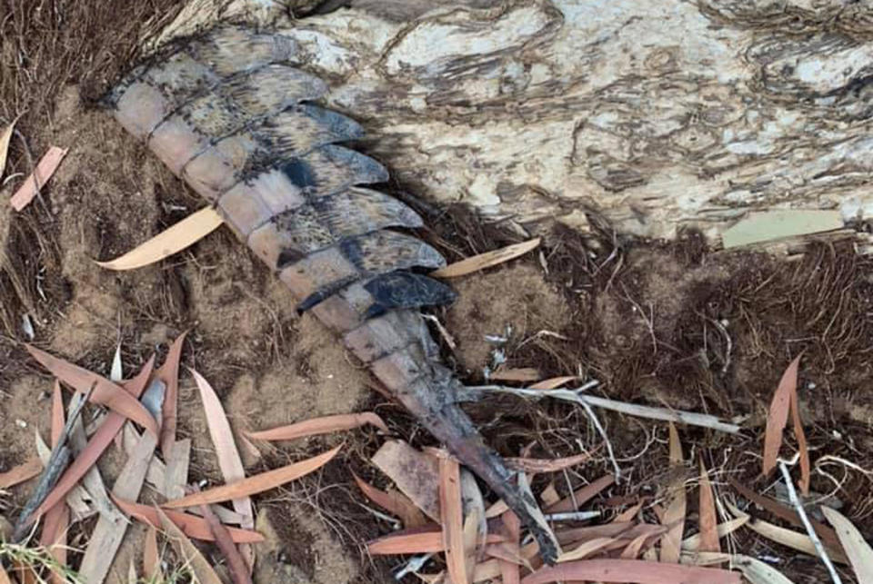 The end of a crocodile tail sits among leaves at Crystal Rapids, Katherine in the Northern Territory.