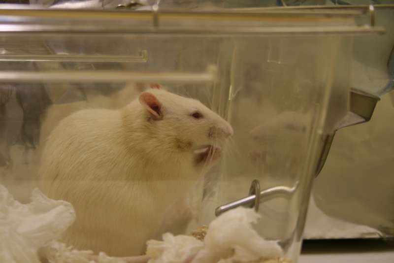 實驗用的大白老鼠。（Jean-Etienne Poirrier@wikipedia_CC BY-SA 2.0）