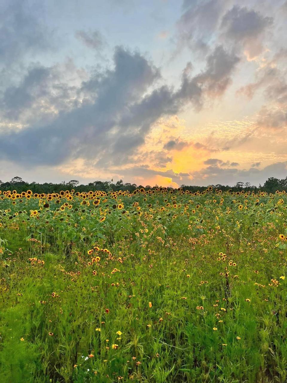 The sunflower fields at Coastal Ridge Farm in Hancock County.