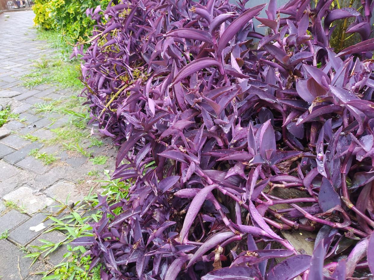 purple heart plant growing guide