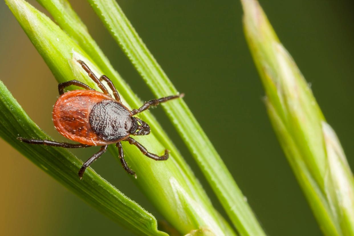 Ticks are a threat to people and pets alike.