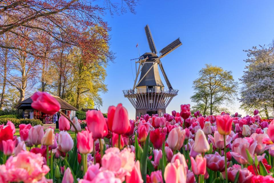 <p>Windmills and tulip fields blazing a riot of colour, Holland is the ideal destination for a garden tour. And the best way to see its wonderfully flat landscape is from the water. Sailing from Amsterdam, this river cruise through Dutch canals stops off at Keukenhof Gardens. Bearing the much-deserved accolade 'the Garden of Europe' Keukenhof gardens in Lisse is one of the world's largest flower gardens and features a staggering seven million tulips, daffodils and hyacinths. </p><p>As the cruise navigates its way through the Meuse and Waal rivers to Dordrecht, find even more horticultural inspiration from Appeltern Gardens, the Netherland's largest garden idea park, where landscape designer and Gardeners' World presenter Adam Frost will lead a private guided tour.</p><p><strong>When?</strong> April 2023</p><p><a class="link " href="https://www.goodhousekeepingholidays.com/tours/dutch-belgian-waterways-springtime-blooms-adam-frost" rel="nofollow noopener" target="_blank" data-ylk="slk:FIND OUT MORE">FIND OUT MORE</a></p>