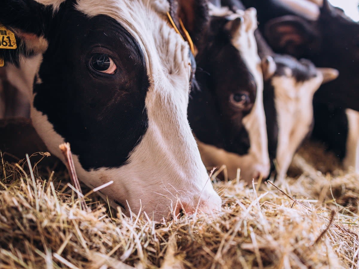 25 per cent of particles in London come from farming   (Getty Images/iStockphoto)