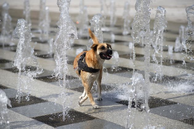 A dog refreshes with water jets in Brest, western France, on Monday. (Photo: FRED TANNEAU via Getty Images)