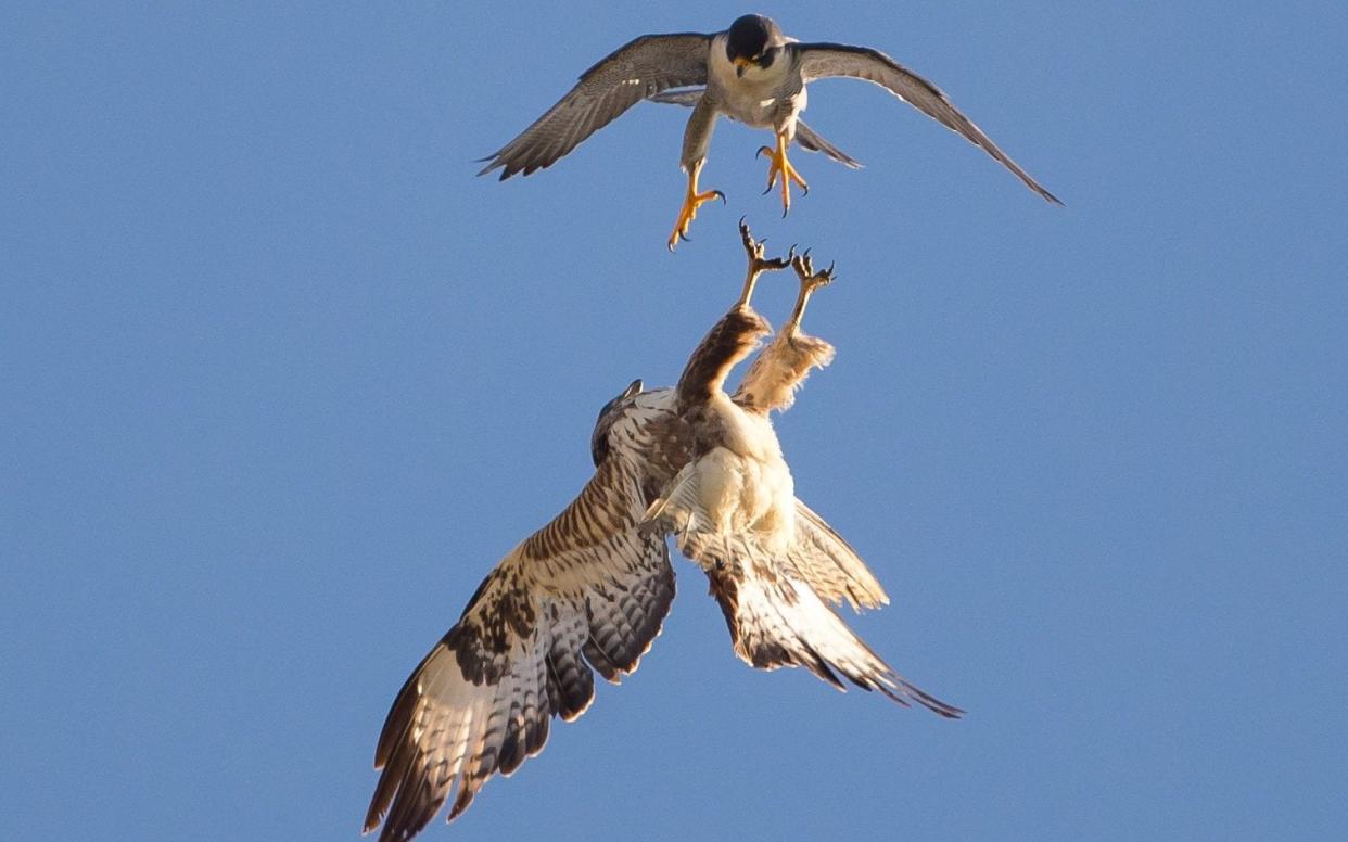 A buzzard (below) evading the talons of a swooping peregrine falcon - Â© SWNS.com