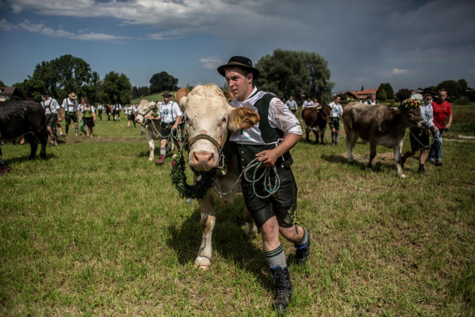 Muensing Oxen Race In Bavaria