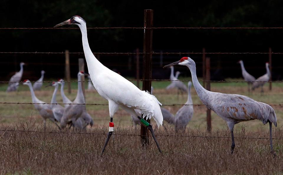 A lone whooping crane was spotted among this flock of sandhill cranes in Gainesville, Florida in December 2014. Whooping cranes are one of the most imperiled birds in the U.S. Known for its whooping sound, the bird stands nearly 5 feet tall.  Erica Brough/Gainesville Sun