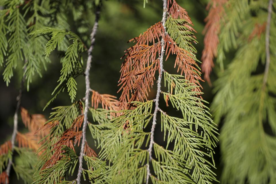Dead needles hang on a western red cedar tree in the Willamette National Forest, Ore., Friday, Oct. 27, 2023. Iconic red cedars — known as the "Tree of Life' — and other tree species in the Pacific Northwest have been dying because of climate-induced drought, researchers say. (AP Photo/Amanda Loman)