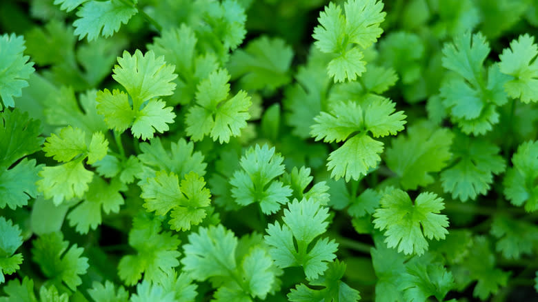 Close up of fresh cilantro leaves