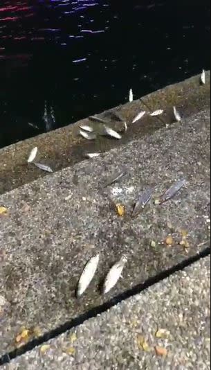 愛河內的大批魚隻跳出水面。（圖／翻攝我是高雄人臉書）