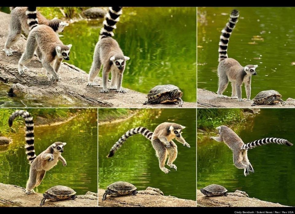 A group of lemurs encounters a unusual roadblock on the way to their feeding den: a turtle. The lemurs clearly don't want to get into a territorial spat with the creature... so they take turns leaping over it in this photo sequence shot at the Indianapolis Zoo.