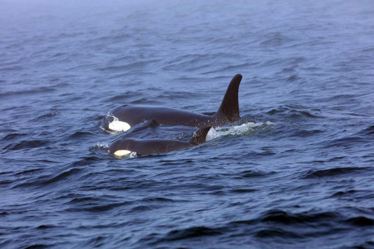 On Aug. 7, 2018, a southern resident orca, known as J50, is shown swimming with her mother, J16, near the west coast of Vancouver, British Columbia. (Photo: Brian Gisborne/Fisheries and Oceans Canada via AP)