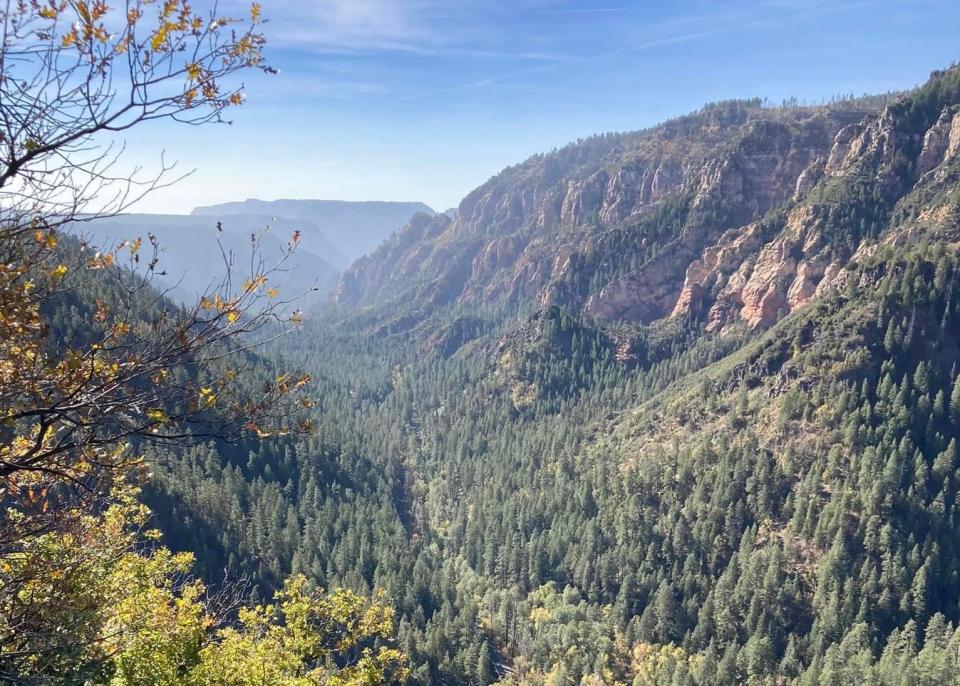 View of trees in Oak Creek Canyon