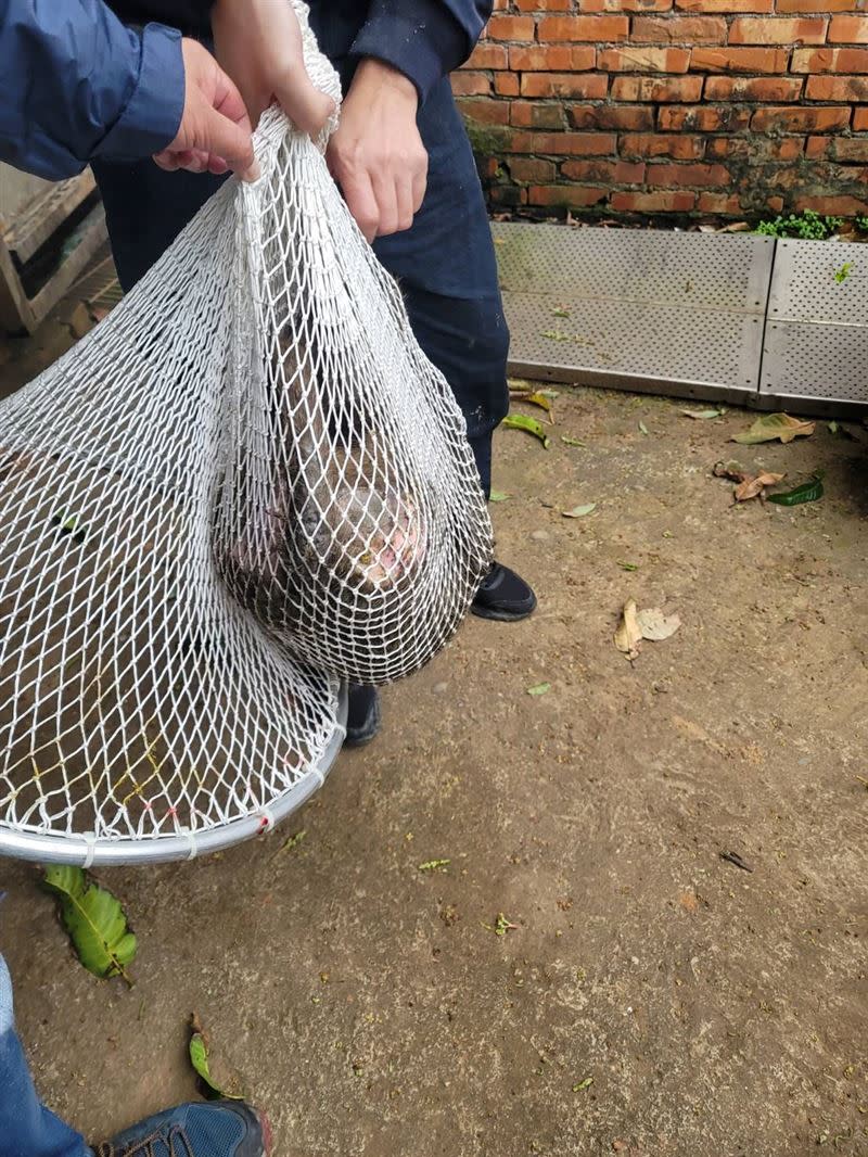 東非狒狒的遺體預計將於28日上午9時後送往台被市立動物園。　（圖／翻攝畫面）