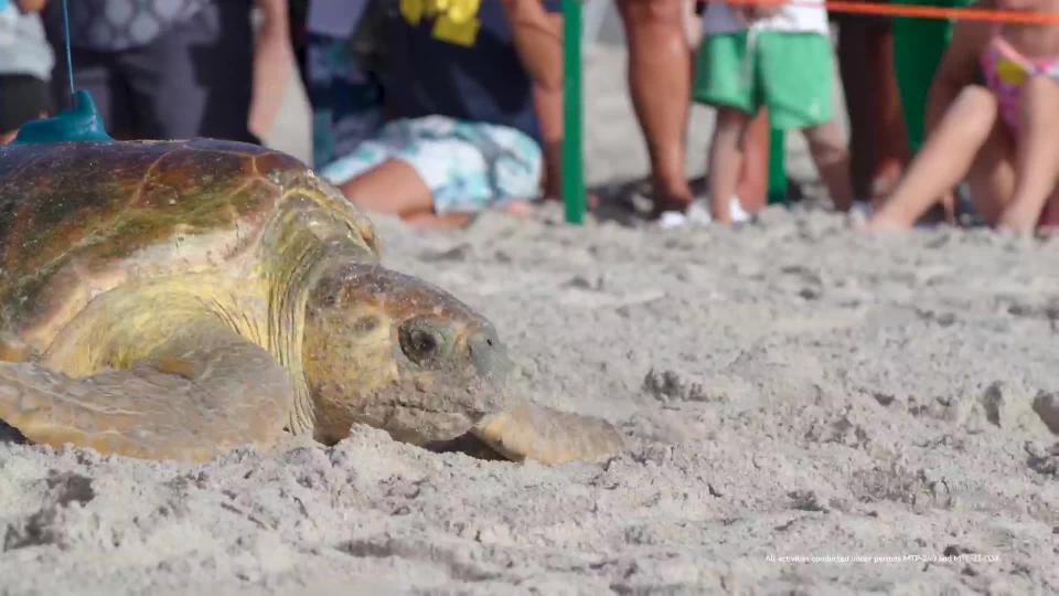 Conservation teams release 2 turtles at Disney’s Vero Beach Resort
