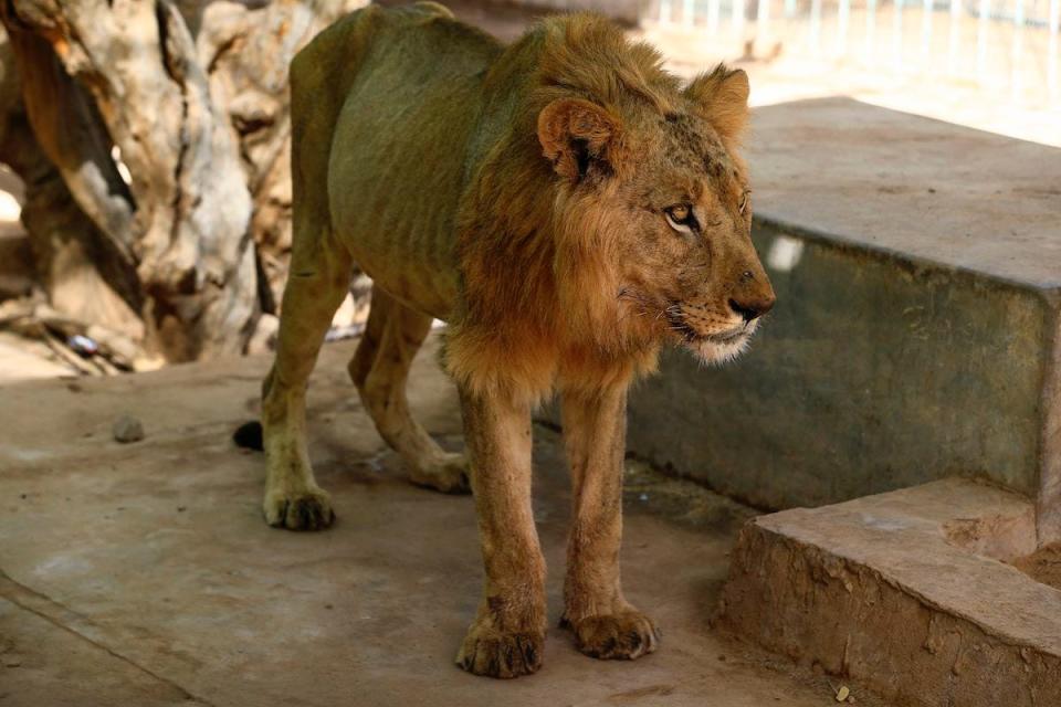 Sudan starving lion 3