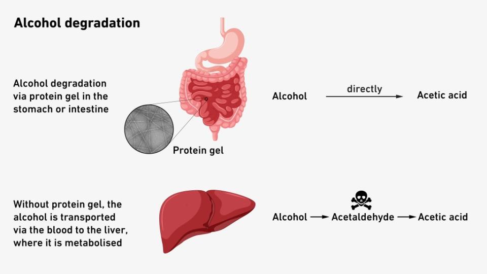 Alcohol typically converts first to acetaldehyde, which is toxic, then to acetic acid, which is harmless. ETH Zurich