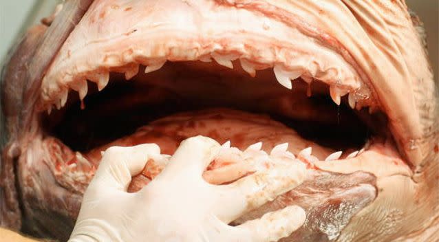 A researcher examines the head of a Tiger Shark during research into the biological mechanics of the predator. Photo: Getty.