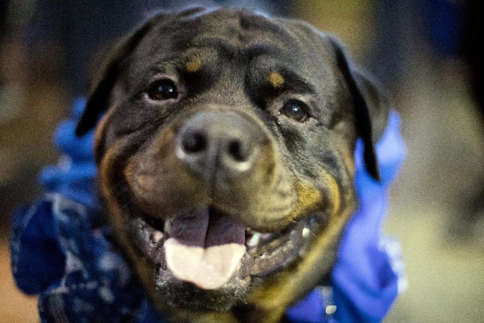 Prime, a Rottweiler who works as a service dog, is seen during the meet the breeds companion event to the Westminster Kennel Club Dog Show, Saturday, Feb. 11, 2017, in New York. (AP Photo/Mary Altaffer)