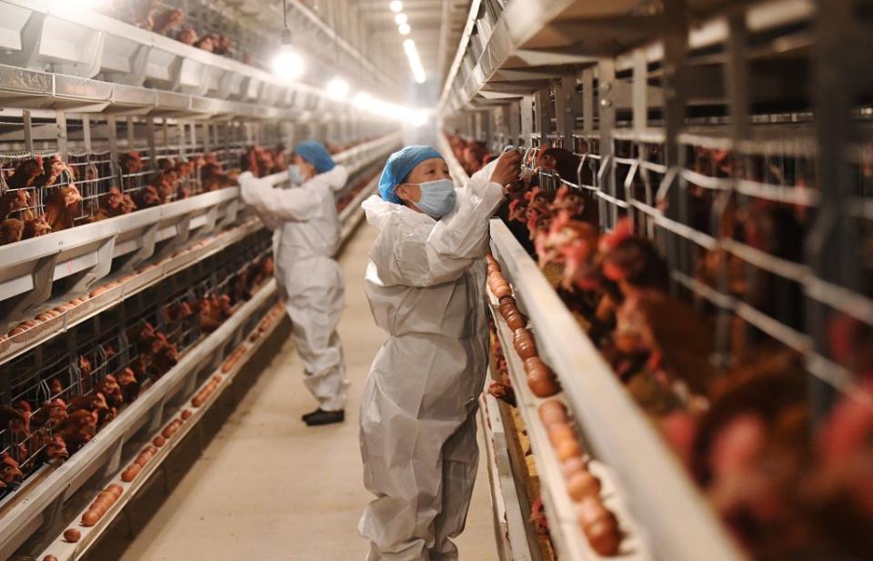 Several bird flu cases were discovered in Marcus Garvey Park in Manhattan. NurPhoto via Getty Images