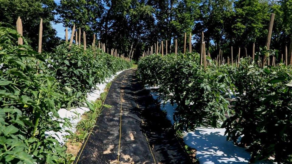 Coleman Crest Farm’s crop of tomatoes begins to flourish on June 23. The farm grows Roma, Roadster, and Mountain Fresh tomatoes.