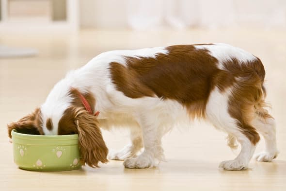 Hungry dog eating food from bowl