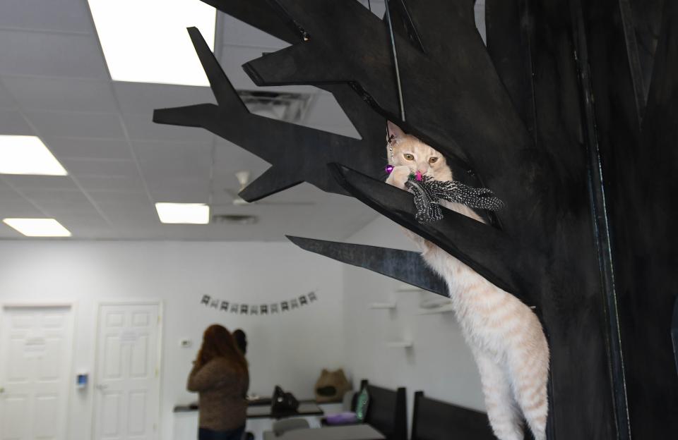 A cat plays at Constellation Cat Cafe in East Lansing, Monday, Oct. 7, 2019.  The non-profit cafe features a coffee shop on one side, and a cat room on the other.   Guests can watch cats through a window, or interact with them in the playroom.  All cats are adoptable.