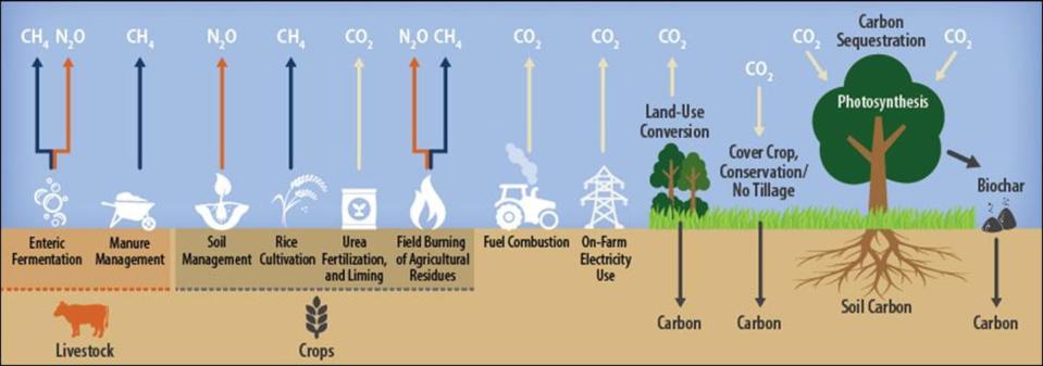 Graphic of agricultural greenhouse gas sources and sinks.