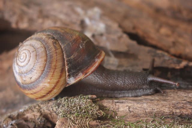 <p>Courtesy of Australia Zoo</p> A photo of the Robert Irwin’s Banded Snail