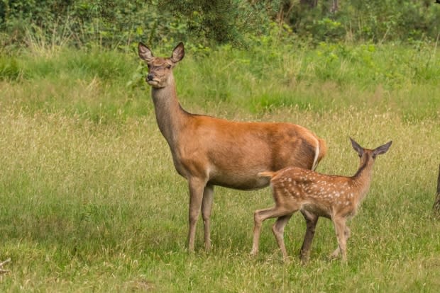 Gert Hilbink/Shutterstock