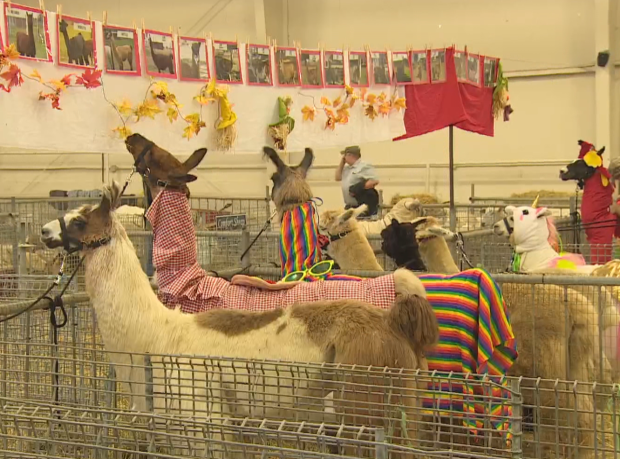 Llamas in costume compete for prize money at Norfolk County Fair