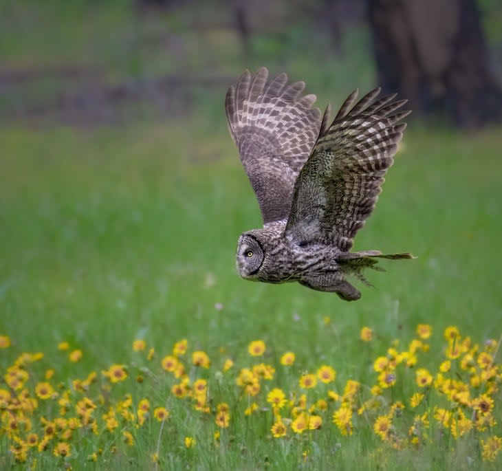 A Great Gray Owl takes flight in Yosemite National Park