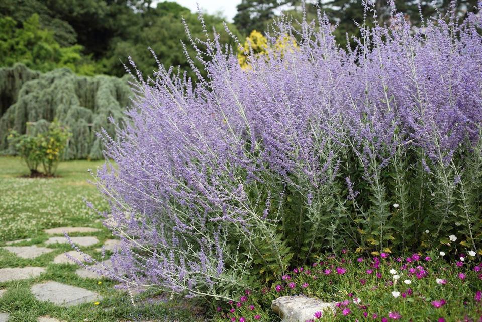 Russian Sage