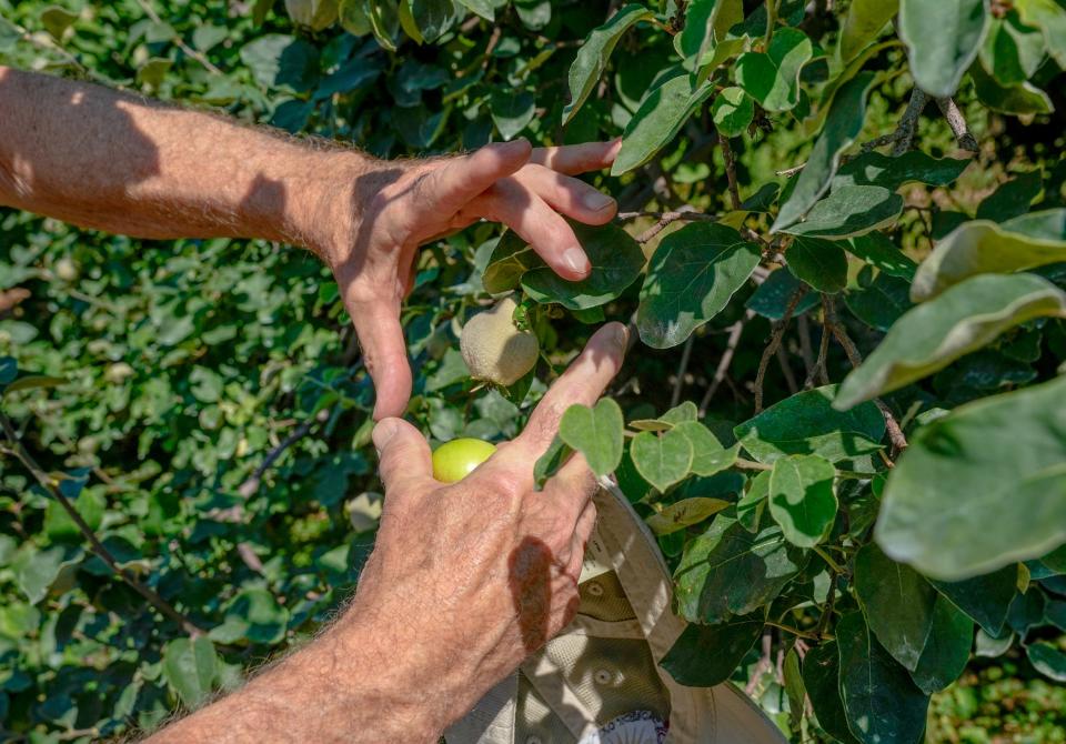 Last Thursday, Gregg Ostheimer at his Rocky Brook Orchard grove in Middletown showed what size his quince fruit would typically be at this point in the season if not for the drought.