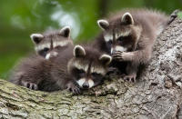 <p>"The little raccoon cubs are telling secrets to each other," Piecha muses. </p>