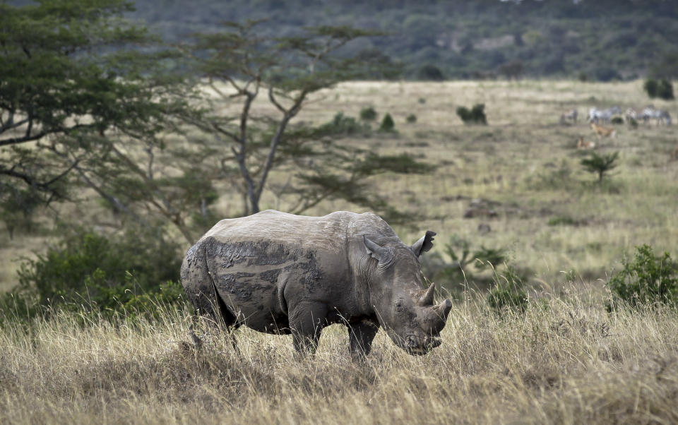 In this photo taken Thursday, Sept. 20, 2012, a white rhino grazes in Nairobi National Park, Kenya. Seeing a dire situation grow worse, the animal conservation group the World Wildlife Fund (WWF) enlisted religious leaders on Thursday, Sept. 20, 2012 in the fight to end the slaughter of Africa's elephants and rhinos by poachers, hoping that religion can help save some of the world's most majestic animals. (AP Photo/Ben Curtis)