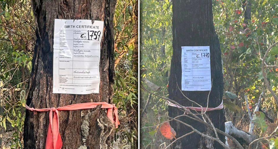 Two images of woollybutt trees at Lee Point with birth certificates attached showing 1759 and 1770.