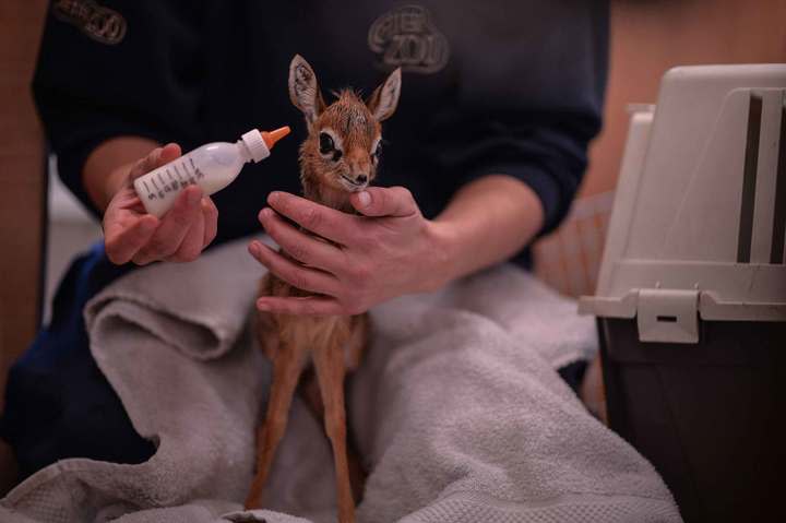 Tiny Thanos is bottle-fed five times a day (PA) 