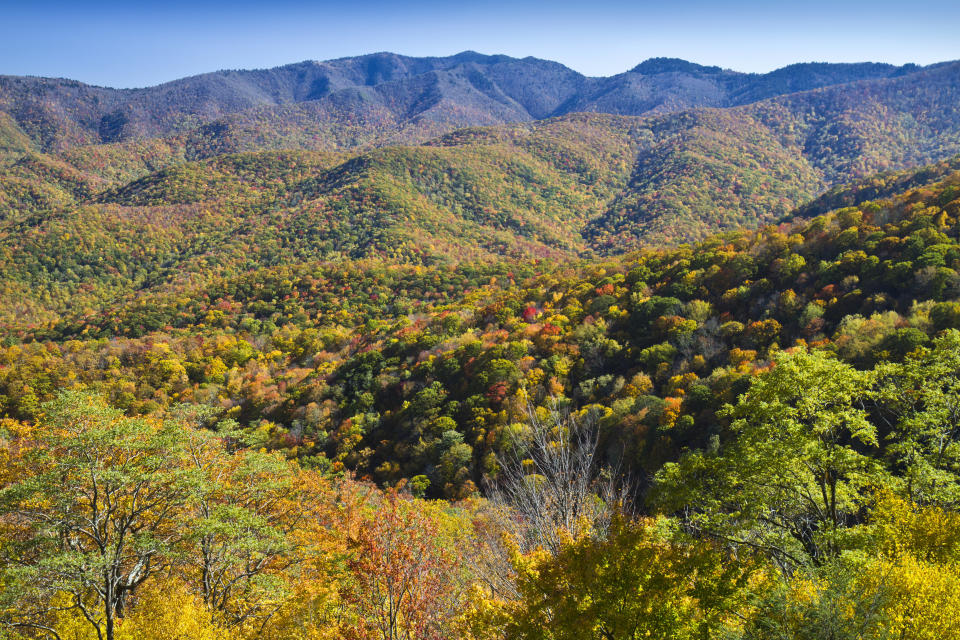 North Carolina is the home to Carolina Bigfoot Field Research and 78 Bigfoot sightings.  