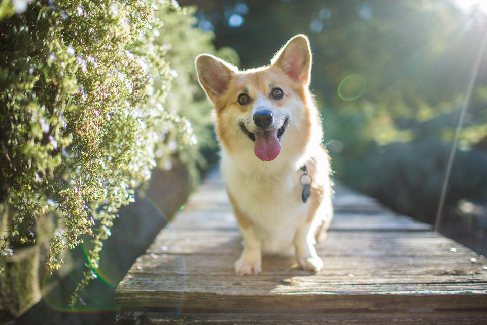 Kurze Beine und ein großer Appetit für Cheddar: Die Schauspiel-Corgis von The Crown. (Symbolfoto: Getty)