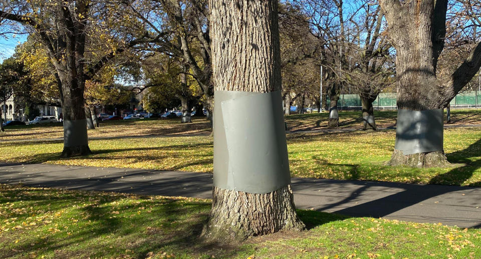 A photo of a park in the Melbourne CBD with metal sheets wrapped around the trees.