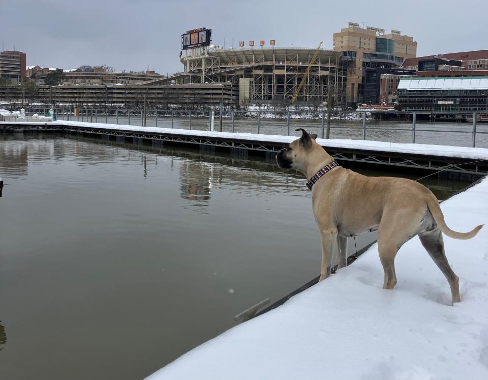 Christine Pelillo's dog overlooks the Tennessee River with Neyland Stadium in the background.