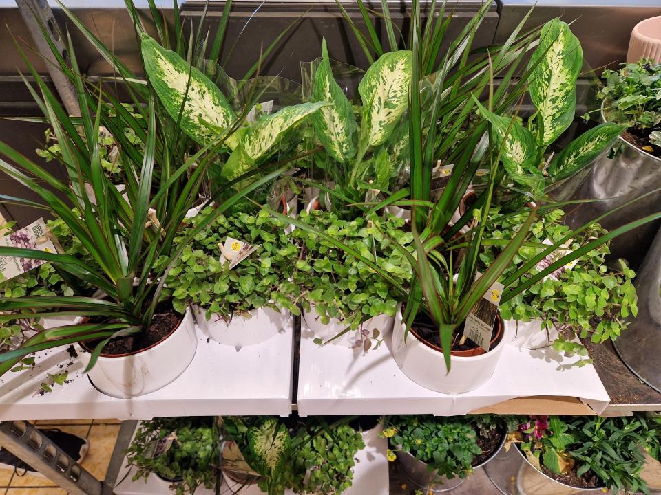 Potted plants at UK Aldi