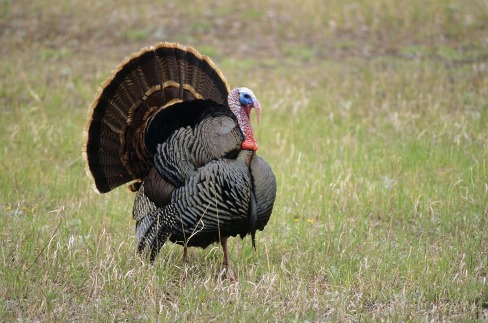 Wild turkey, birds hill provincial park, manitoba, Canada.