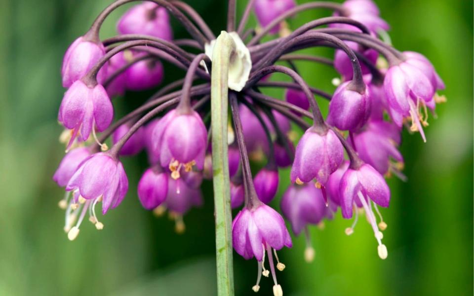 how to plant grow pots flowers bloom all year round uk 2022 gardens gardening tips advice summer - Flora Press/Andrew Lawson 