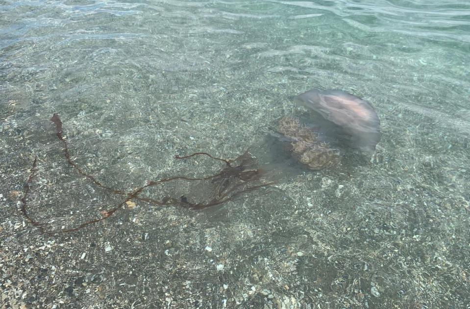 <em>Rhizostoma luteum</em> en la costa de Manilva (Málaga). Cortesía de Protección Civil de Manilva, 2019, Author provided