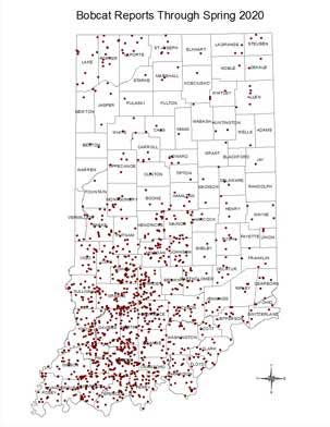 This map from the Indiana Department of Natural Resources shows reported bobcat sightings across Indiana through spring of 2020.