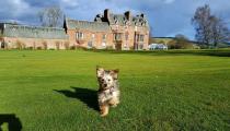 <p>Pets arriving at Cringletie House in the Scottish Borders can befriend the resident pooch, Millie, and enjoy the dedicated menu for dogs. The hotel is south of Edinburgh, near Peebles. Human guests can learn all about the estate’s history while enjoying the great outdoors by following the nature trail. </p><p>The 28-acre grounds also feature sculptures, a walled garden, a croquet lawn and an outdoor chess board, not to mention a river, waterfall and dovecote – and you’ll be able to explore the acreage with your canine companion in mind by consulting the Doggie Walks Map.</p><p><a class="link " href="https://www.booking.com/hotel/gb/cringletie-house.en-gb.html?aid=2070935&label=dog-friendly-hotels-uk" rel="nofollow noopener" target="_blank" data-ylk="slk:BOOK NOW;elm:context_link;itc:0;sec:content-canvas">BOOK NOW</a></p>